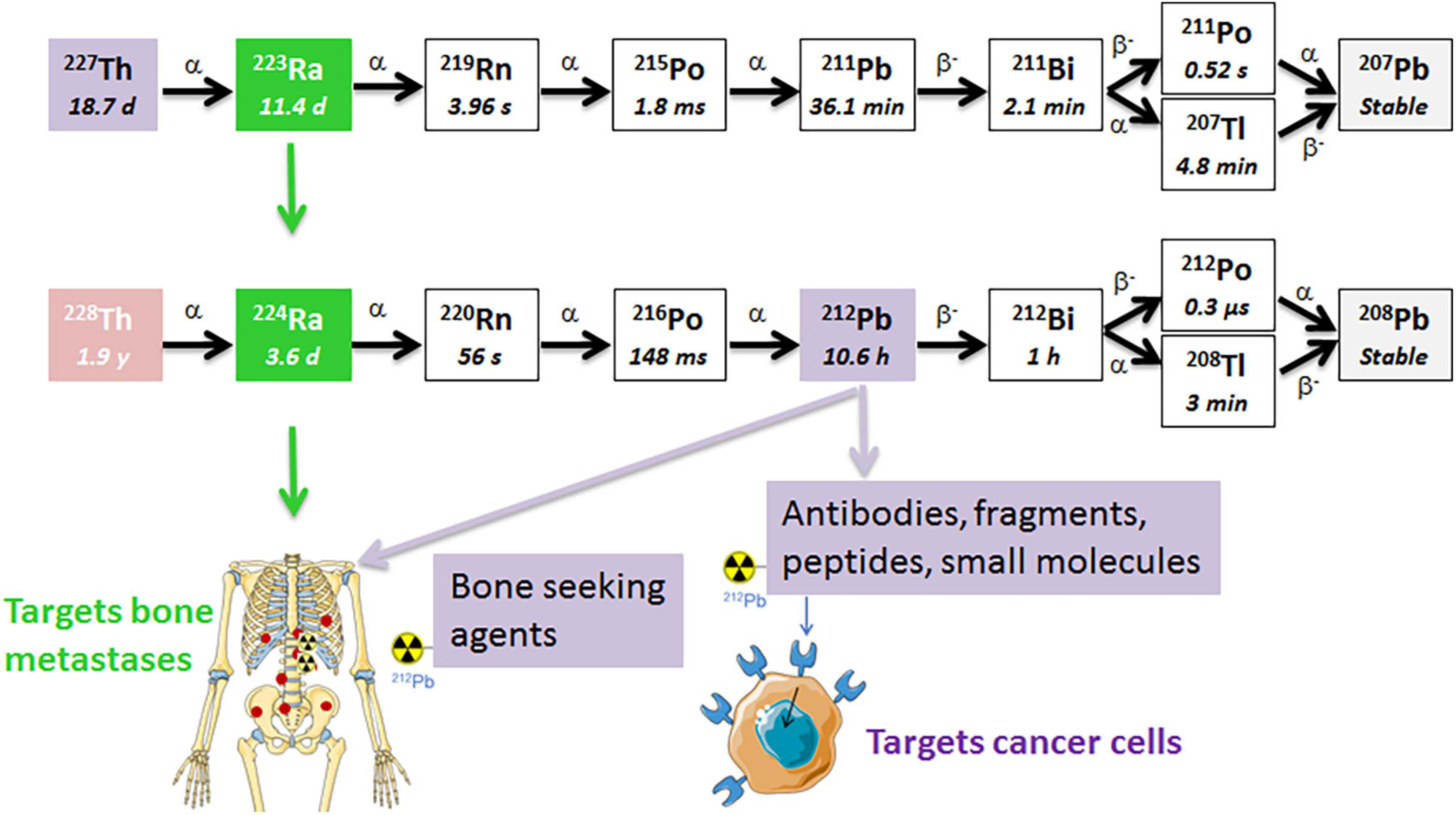 Frontiers Dual targeting with 224Ra 212Pb conjugates for